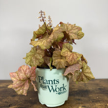 Load image into Gallery viewer, Coral Bells Champagne