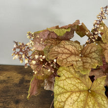 Load image into Gallery viewer, Coral Bells Champagne
