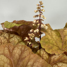 Load image into Gallery viewer, Coral Bells Champagne