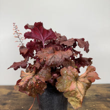 Load image into Gallery viewer, Coral Bells Fire Alarm perennial plant with burgundy and coral-colored ruffled leaves in black pot
