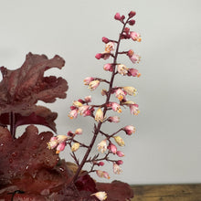 Load image into Gallery viewer, Coral Bells Fire Alarm perennial plant with burgundy foliage and pink bell-shaped flowers on tall stems