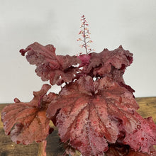 Load image into Gallery viewer, Coral Bells Fire Alarm perennial plant with deep burgundy ruffled leaves and tall flower spike
