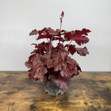Load image into Gallery viewer, Coral Bells Forever Red