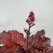 Load image into Gallery viewer, Coral Bells Forever Red