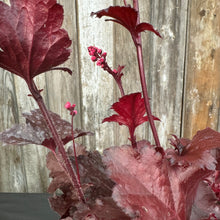 Load image into Gallery viewer, Coral Bells Forever Red