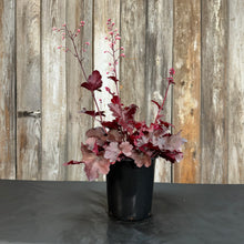 Load image into Gallery viewer, Coral Bells Forever Red