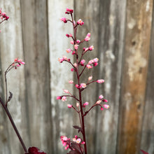 Load image into Gallery viewer, Coral Bells Forever Red