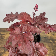 Load image into Gallery viewer, Coral Bells Forever Red