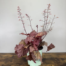 Load image into Gallery viewer, Coral Bells Georgia Peach