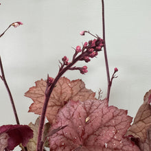 Load image into Gallery viewer, Coral Bells Georgia Peach