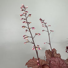 Load image into Gallery viewer, Coral Bells Georgia Peach