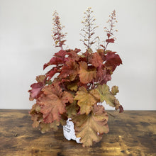 Load image into Gallery viewer, Coral Bells Primo Peachberry Ice perennial plant with colorful ruffled leaves and flower spikes