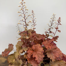Load image into Gallery viewer, Coral Bells Primo Peachberry Ice perennial plant with ruffled peach and coral colored leaves and delicate flower spikes