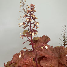 Load image into Gallery viewer, Coral Bells Primo Peachberry Ice perennial plant with burgundy leaves and cream flower spikes