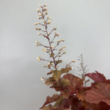 Load image into Gallery viewer, Coral Bells Primo Peachberry Ice perennial plant with cream flower spike and reddish-bronze foliage