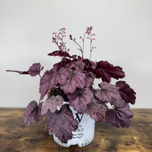 Load image into Gallery viewer, Coral Bells Primo Wild Rose perennial plant with deep purple burgundy foliage in white pot