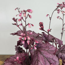 Load image into Gallery viewer, Coral Bells Primo Wild Rose perennial plant with burgundy foliage and pink bell-shaped flowers