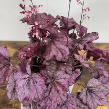 Load image into Gallery viewer, Coral Bells Primo Wild Rose perennial plant with deep purple foliage and pink flower spikes