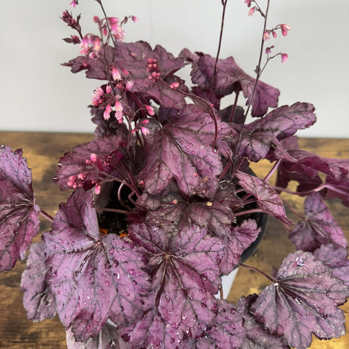 Coral Bells Primo Wild Rose perennial plant with deep purple foliage and pink flower spikes