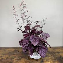 Load image into Gallery viewer, Coral Bells Dolce Wildberry perennial plant with deep purple foliage and delicate pink flower spikes
