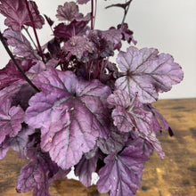 Load image into Gallery viewer, Purple-leafed Coral Bells Dolce Wildberry perennial plant with ruffled foliage and water droplets