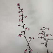 Load image into Gallery viewer, Coral Bells Dolce Wildberry perennial plant with pink bell-shaped flowers on tall stems