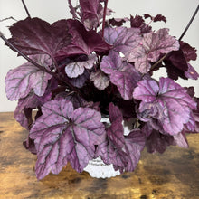 Load image into Gallery viewer, Purple-leafed Coral Bells Dolce Wildberry perennial plant in white nursery pot