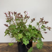 Load image into Gallery viewer, Cranesbill Biokova