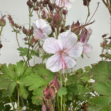 Load image into Gallery viewer, Cranesbill Biokova
