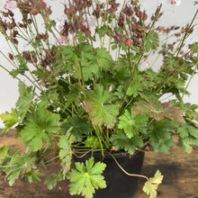 Load image into Gallery viewer, Cranesbill Biokova