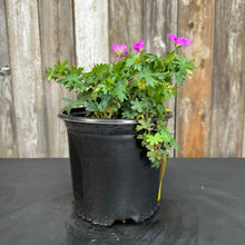 Load image into Gallery viewer, Cranesbill Max Frei
