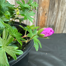 Load image into Gallery viewer, Cranesbill Max Frei