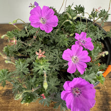 Load image into Gallery viewer, Cranesbill Max Frei