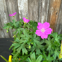 Load image into Gallery viewer, Cranesbill Max Frei
