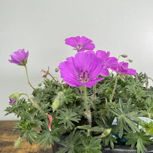 Load image into Gallery viewer, Cranesbill Max Frei