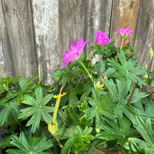 Load image into Gallery viewer, Cranesbill Max Frei