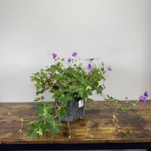 Load image into Gallery viewer, Cranesbill Rozanne