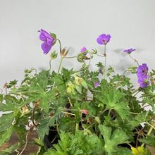 Load image into Gallery viewer, Cranesbill Rozanne