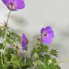 Load image into Gallery viewer, Cranesbill Rozanne