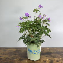 Load image into Gallery viewer, Wild Cranesbill perennial plant with purple flowers in American Beauties Native Plants container
