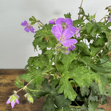Load image into Gallery viewer, Cranesbill Wild perennial plant with purple flowers and deeply lobed green leaves in pot