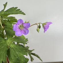Load image into Gallery viewer, Purple cranesbill wildflower with five-petaled blooms and deeply lobed green leaves
