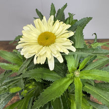 Load image into Gallery viewer, Daisy Shasta Amazing Daisies Banana Cream II