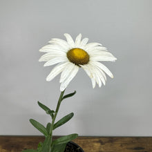 Load image into Gallery viewer, Daisy Shasta Becky