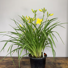 Load image into Gallery viewer, Daylily Happy Returns