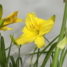 Load image into Gallery viewer, Daylily Happy Returns