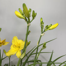 Load image into Gallery viewer, Daylily Happy Returns