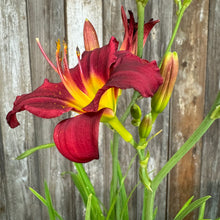 Load image into Gallery viewer, Daylily Pardon Me