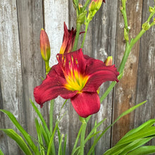 Load image into Gallery viewer, Daylily Pardon Me