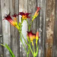 Load image into Gallery viewer, Daylily Pardon Me